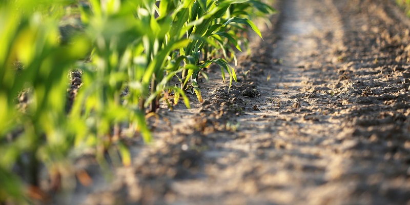 ‘Klimaatpositieve landbouw werkt voor boer, natuur en maatschappij’
