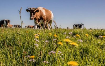 Koolstof in grasland wordt verdienmodel voor melkveehouders