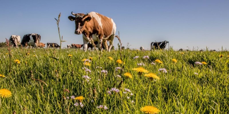 Koolstof in grasland wordt verdienmodel voor melkveehouders