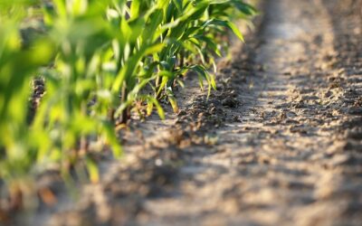 Bouwers en boeren slaan handen ineen voor bio-based bouwen