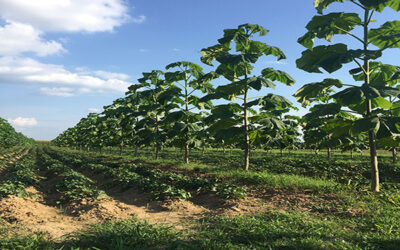 Paulownia Netwerk zoekt boeren voor proeven teelt snelgroeiend hout