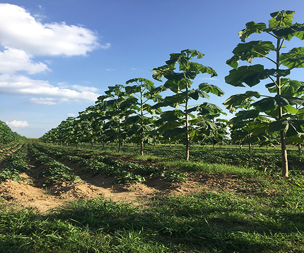 Paulownia Netwerk zoekt boeren voor proeven teelt snelgroeiend hout